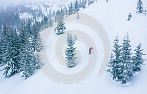 Lonely female trekker dressed red jacket with trekking poles walking by snowy slope flying drone aerial shot with fir-trees
