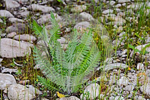 Lonely fern