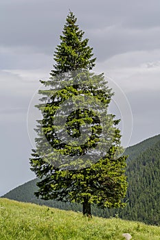 Lonely fir tree on the edge of slope in in the mountains