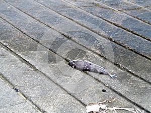 Lonely fish on the pier