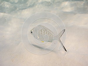 Lonely fish