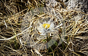 A lonely flower.