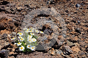 Lonely flower in arid desert.