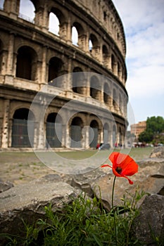Lonely flower before coliseum, Rome