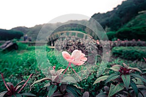 Lonely Flower Doi Inthanon National Park, Chiang Mai. Thailand