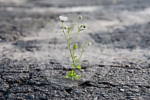 A lonely flower makes its way through the city asphalt, craving for the sun and the power of plant life