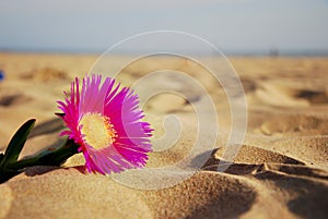 Lonely flower on a sandy beach photo