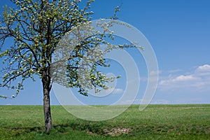 Lonely flowering tree in green field