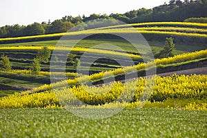 Lonely flowering tree among green fields Fields of rapeseed cultivation Lubelszczyzna