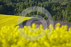 Lonely flowering tree among green fields Fields of rapeseed cultivation Lubelszczyzna