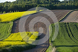 Lonely flowering tree among green fields Fields of rapeseed cultivation Lubelszczyzna