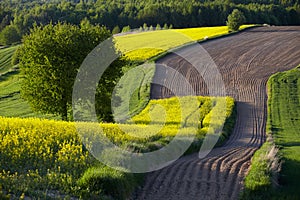 Lonely flowering tree among green fields Fields of rapeseed cultivation Lubelszczyzna