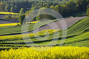 Lonely flowering tree among green fields Fields of rapeseed cultivation Lubelszczyzna