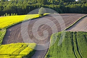 Lonely flowering tree among green fields Fields of rapeseed cultivation Lubelszczyzna