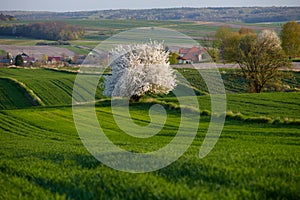 Lonely flowering tree among green fields Fields of rapeseed cultivation Lubelszczyzna