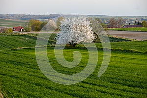 Lonely flowering tree among green fields Fields of rapeseed cultivation Lubelszczyzna