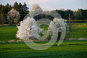 Lonely flowering tree among green fields Fields of rapeseed cultivation Lubelszczyzna