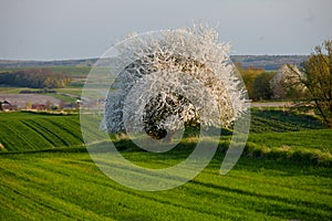 Lonely flowering tree among green fields Fields of rapeseed cultivation Lubelszczyzna photo