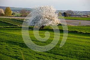 Lonely flowering tree among green fields Fields of rapeseed cultivation Lubelszczyzna photo