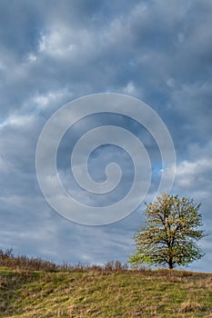 Lonely flowering tree in the meadow against the background of the cloudy sky