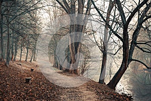 Lonely footpath running under leafless trees