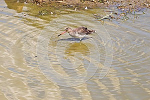 Lonely foraging blacktailed godwit in Le Teich Bird Reserve, France