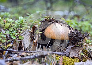 Lonely forest mushroom