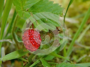 Lonely forest strawberry