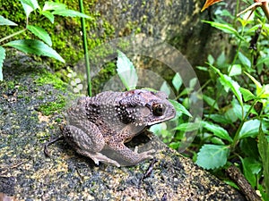 Lonely frog between the plants