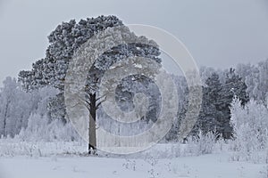 Lonely frosted pine 2