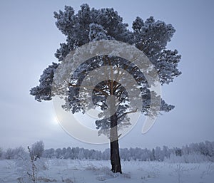 Lonely frosted pine