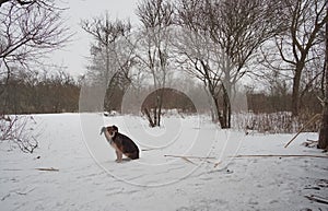 A lonely frozen puppy in the winter on the snow flattened his ears and trembles