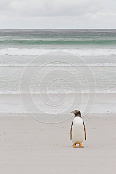 Lonely gentoo penguin