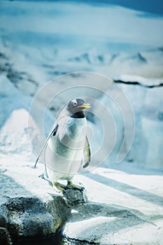 Lonely gentoo penguin on ice rocks close-up. Global Warming in Antarctica concept