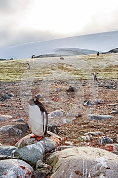 Lonely gentoo penguin standing on stone, Peterman Island, Antarctica