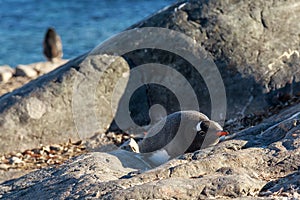 Lonely gentoo penguin sunbathing on the stones, Cuverville Island, Antarctic
