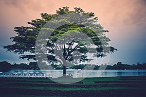 Lonely giant tree standing on green grass with the lake and sunlight background.