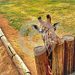 Lonely giraffe