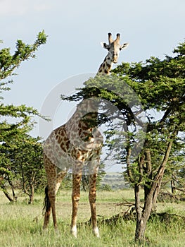 Lonely giraffe eating acacia leaves in the African savannah