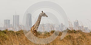 Solitario giraffa sul 