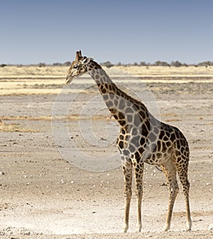 Lonely giraffe in Namibian savanna