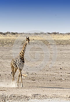 Lonely giraffe in Namibian savanna