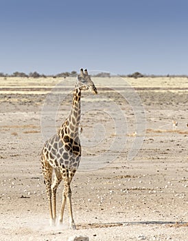 Lonely giraffe in Namibian savanna