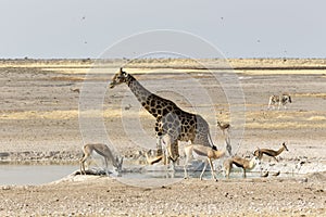 A Lonely giraffe in Namibian savanna