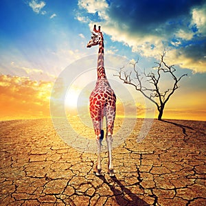 Lonely giraffe in parched country with cracked soil under dramatic evening sunset sky.