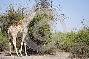 Lonely Giraffe on the Sand