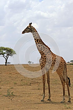 Lonely giraffe in the savanna