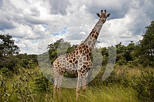 Lonely Giraffe in savannah, her natural habitat, in Imire Rhino & Wildlife Conservancy National park, Zimbabwe