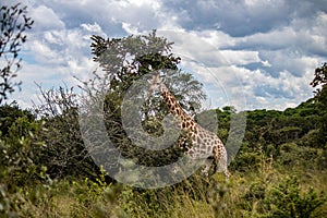 Lonely Giraffe in savannah, her natural habitat, in Imire Rhino & Wildlife Conservancy National park, Zimbabwe