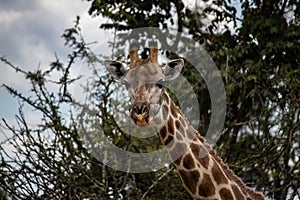 Lonely Giraffe in savannah, her natural habitat, in Imire Rhino & Wildlife Conservancy National park, Zimbabwe